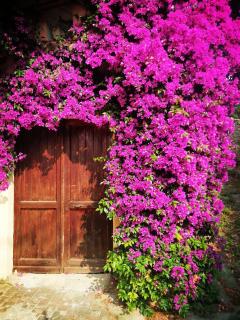 B&B Il Girasole - Finale Ligure - 4