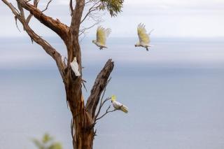 Dream Views at Arthurs Seat B & B - Arthurs Seat - 6