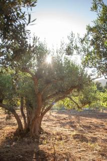 sicilian rustic - Scopello - 9