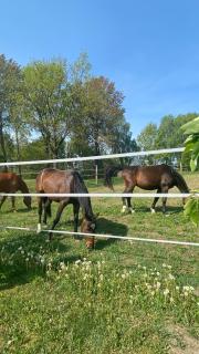 Pełnikowe Zacisze - 4