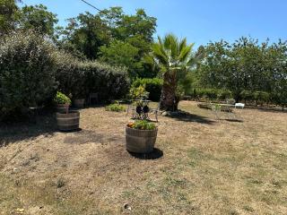 Gouillette - Saint-Pey-de-Castets - 6