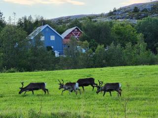 Paul's House - Saltstraumen - 8