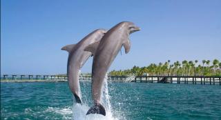 Sol caribe PC - Ducassi Rooftop Pool - Punta Cana - 2