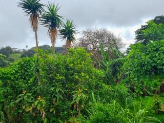 CASA ISAMAR - Monteverde - 6