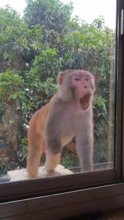 Tebaar Backpackers - Rishikesh - 5