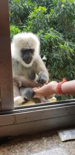 Tebaar Backpackers - Rishikesh - 6