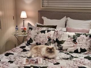 Haven Sanctuary Suite with Private Entrance - Queenstown - 5