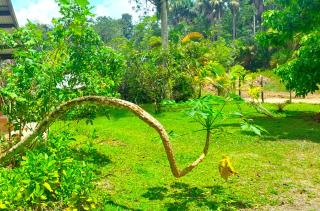 Dolce Vita Kreyol - 6