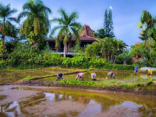 Ayu Dira Heritage House - Ubud - 7