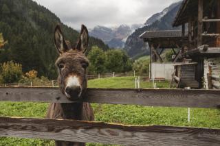 Jaufenspitze Blasighof - Ratschings - 1