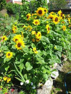 Preciosa casita a 10 minutos de la playa. - 4