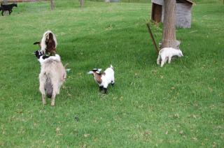 The Big Bell Farm - Kangaroo Valley - 4