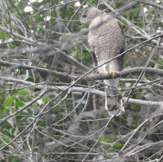 Eagle's Grotto - Quiet 5 Acre Riverside Retreat on Llano River - Llano - 1