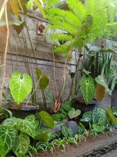 Tanah Semujan Ubud - 2