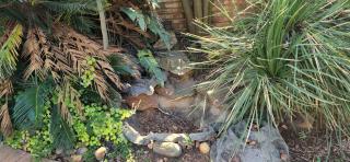Bozi Abode - Kempton Park - 5
