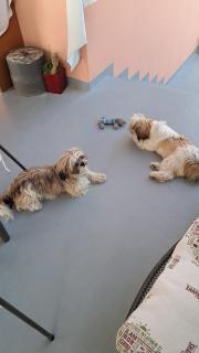 La Fontanella Apartment - Polverara - 8