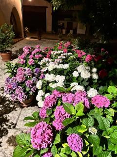 B&B LE ORTENSIE - Castagnole - 9