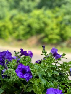 Kuća za odmor Bilić - 9