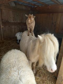 Maison entourée d animaux en pleine campagne - Lasseube - 5