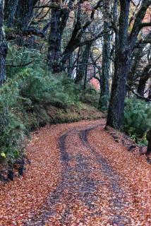 cabañas los Troncos - 1