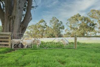 Country Home Stay, Animals, 2 Properties Sleeps 15 - 1