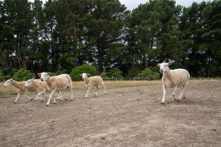 Country Home Stay, Animals, 2 Properties Sleeps 15 - 8