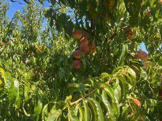 Gorica hill apartment - 4