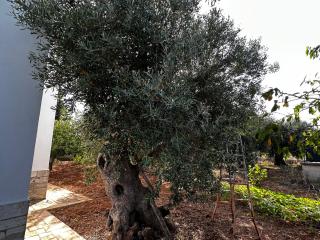 Casa Bianca Relax - Castellana Grotte - 5