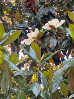 Le Magnolie - Santa Margherita Ligure - 2