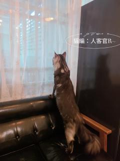 Meow28 - Città di Taitung - 5