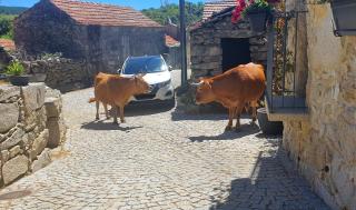 Casa Fina - São Pedro do Sul - 3