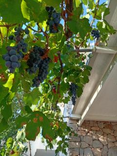 La Mennula Garden - Salignano - 8