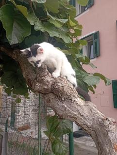 LA TANA DELLA VOLPETTA - Bed & Breakfast - Stella - 4