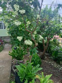 Urban Oasis Apartment 2 - Castries - 3