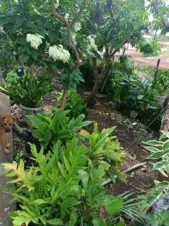 Urban Oasis Apartment 2 - Castries - 4