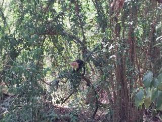 Happy Monkeys - Puerto Jiménez - 2