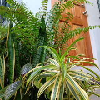 Susing Seaside Guesthouse - Moalboal - 4