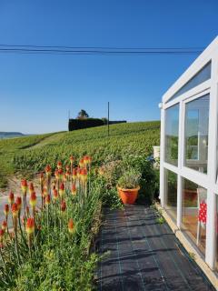 Looking Flor en Champagne - 1