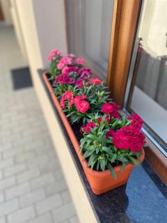 GIADDA Rooms - Borşa - 7