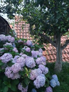 Nature - Gacko - 3