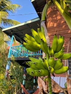 Anda Di Hows Hostel - Placencia Village - 7