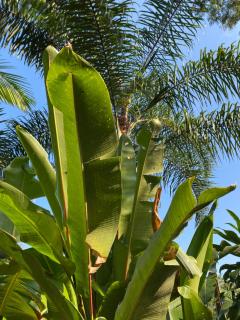 Los Bananos - Tiny Wood Cabin - 2