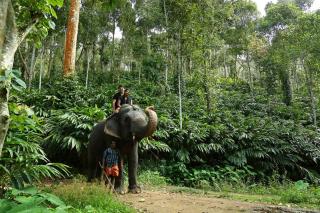 Peppervine Hotel - Thekkady - 2