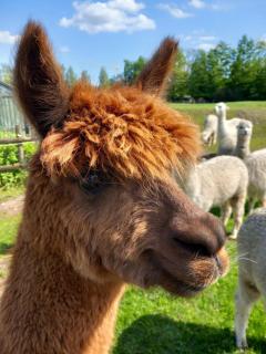slapen bij alpacas - Beerse - 5