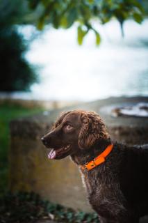 Zeleni zaliv-The Green Bay - 2