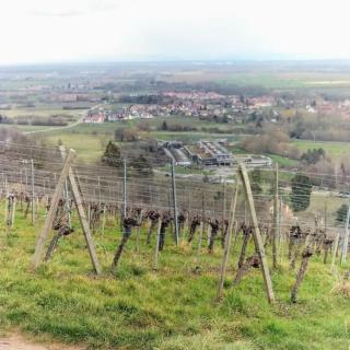 Au Piémont des Vosges - Gertwiller - 2