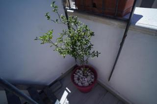 Casa delle Rondini - Catania - 1