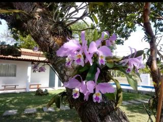 Casa das orquídeas á 100 metros da praia - 8