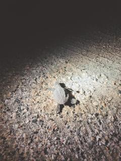 Masirah Beach camp - 2