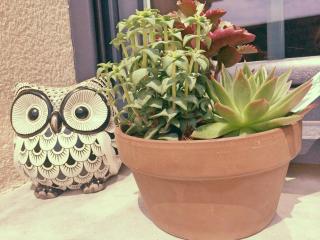 La Ferme d'Antan Baie de Somme - 5